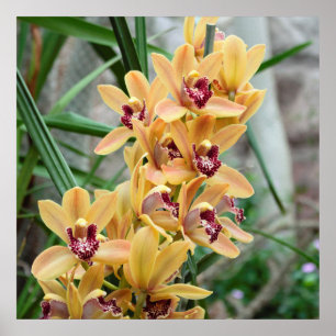Exotische Star Orchids Poster