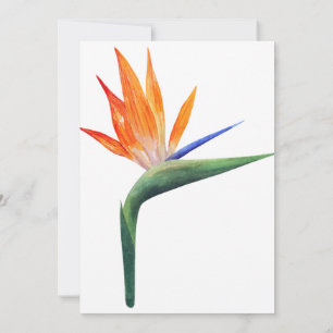 exotische strelizia - vogel van de paradijsbloem kaart
