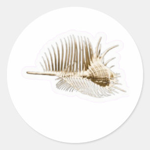 Exotische Venus Kam Murex Schelp Sticker, Zeldzame Ronde Sticker