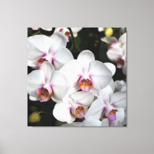 Exotische witte orchidebloem. Florale fotografie Canvas Afdruk