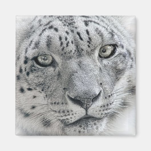 Exotische witte sneeuw Leopard foto Magneet (Voorkant)