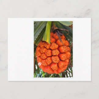 Exotische Zee Pandanus - Eetbare Zeldzame Tropisch Feestdagenkaart