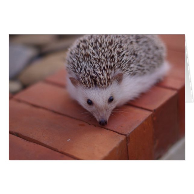 Explorer la carte de hérisson (Devant horizontal)