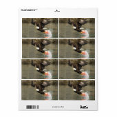 Explosievloeistof Etiket (Full Sheet)