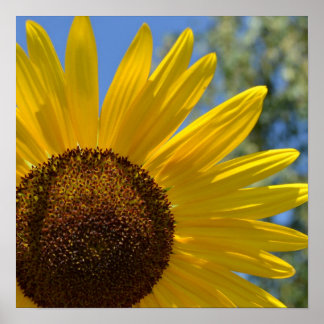 Express Love Sunflower Poster