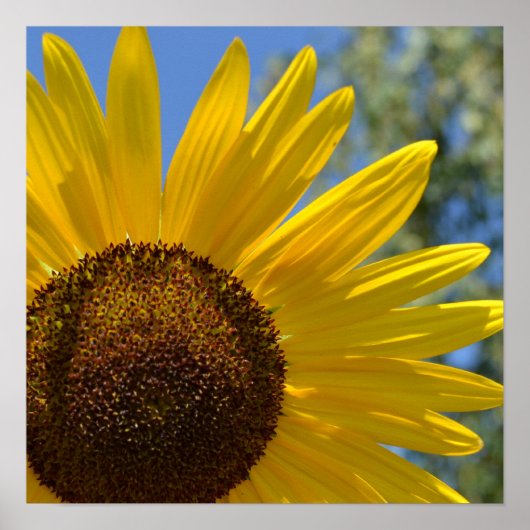 Express Love Sunflower Poster (Voorkant)