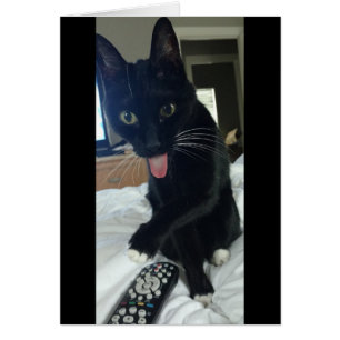 extérieur pour le chat de poulet