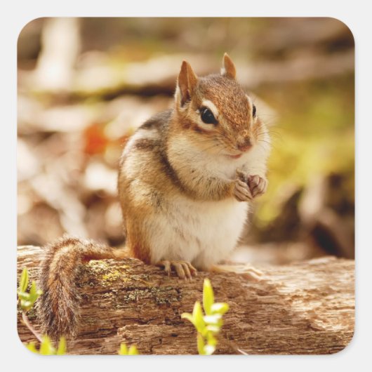 Extreem Schattigee Chipmunk Vierkante Sticker (Voorkant)
