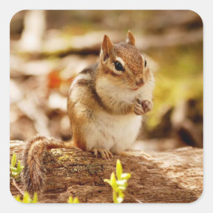 Extreem Schattigee Chipmunk Vierkante Sticker