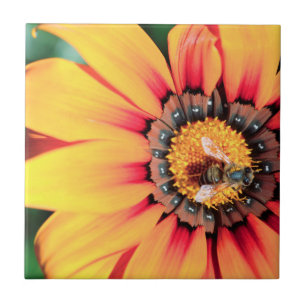 Extreme close-up van een bij die polen verzamelt tegeltje