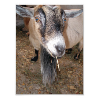 Extreme close-up van een Billy Goat Eating Hay Foto Afdruk