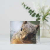 Extreme Closeup Squirrel Afbeelding Briefkaart (Staand voorkant)