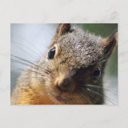 Extreme Closeup Squirrel Afbeelding Briefkaart (Voorkant)