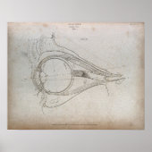 Eye Diagram Etching Print Poster (Voorkant)