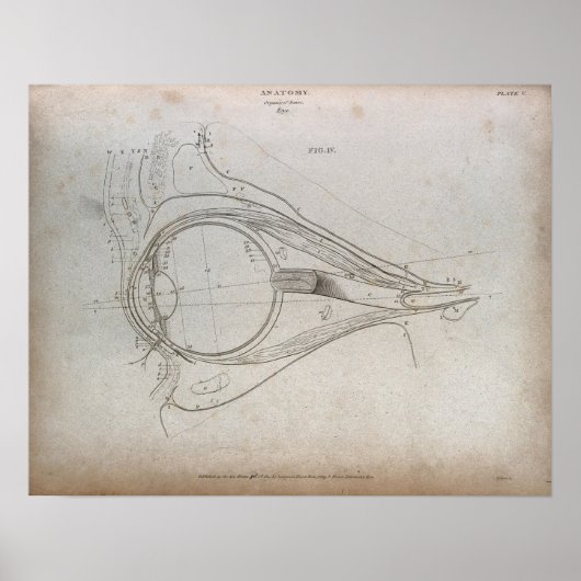 Eye Diagram Etching Print Poster (Voorkant)