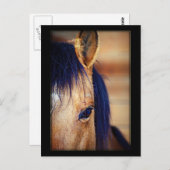 Eye Spy - Carte postale (Devant / Derrière)