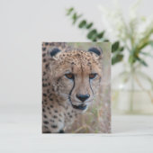 Eye to Eye - Carte postale Cheetah (Debout devant)
