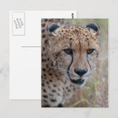 Eye to Eye - Carte postale Cheetah (Devant / Derrière)