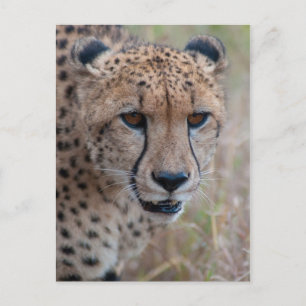 Eye to Eye - Carte postale Cheetah