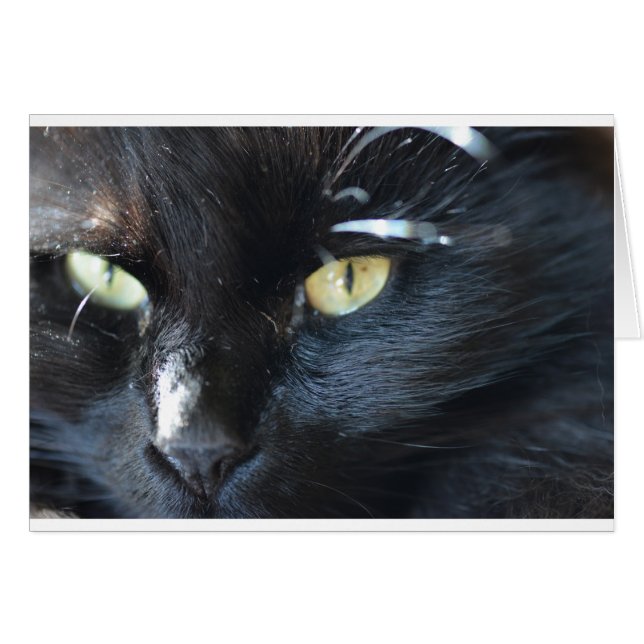 Eyeing van de kat u (Voorkant Horizontaal)