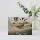 Eyelash Viper Briefkaart (Staand voorkant)
