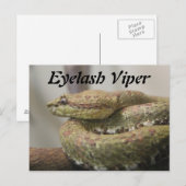 Eyelash Viper Briefkaart (Voorkant / Achterkant)