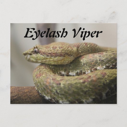 Eyelash Viper Briefkaart (Voorkant)