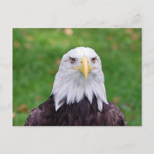 Eyes of a Bald Eagle Briefkaart (Voorkant)