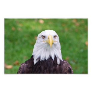 Eyes of a Bald Eagle Foto Afdruk