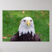 Eyes of a Bald Eagle Poster (Voorkant)