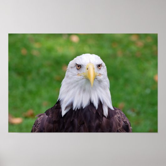 Eyes of a Bald Eagle Poster (Voorkant)