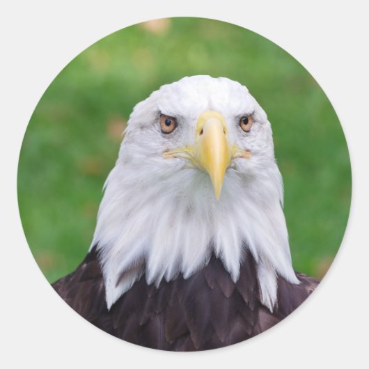 Eyes of a Bald Eagle Ronde Sticker (Voorkant)