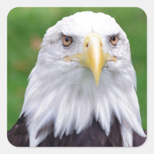 Eyes of a Bald Eagle Vierkante Sticker