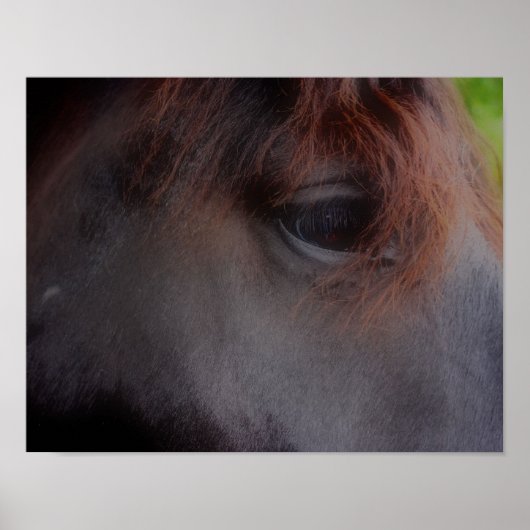 Eyes of the Soul Percheron Draft Horse Poster (Voorkant)