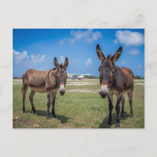 Ezel aan de luchthaven briefkaart