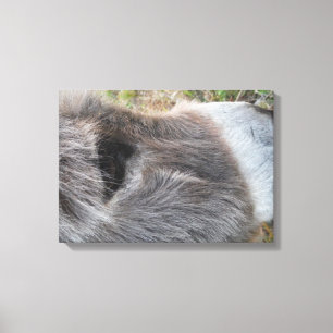 Ezel Close - Omhoog van Gezicht Canvas Afdruk