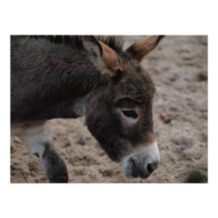 Ezel donkey perfect poster