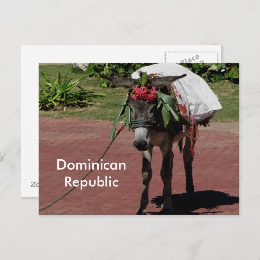 ezel in de Dominicaanse Republiek op een briefkaar Briefkaart (Voorkant / Achterkant)
