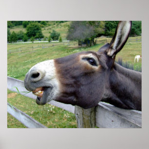 Ezel Muildier Boerderij Dier Land Bestemming Poster
