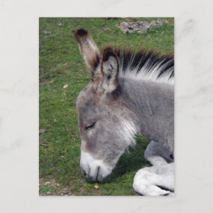 Ezel Veulen portret Briefkaart