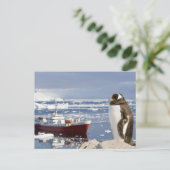 Ezelspinguïn Briefkaart (Staand voorkant)