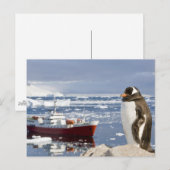 Ezelspinguïn Briefkaart (Voorkant / Achterkant)