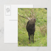 Ezo Deer Briefkaart (Voorkant / Achterkant)