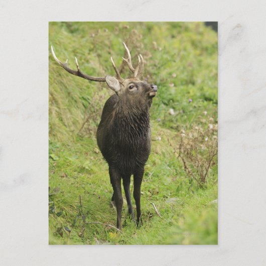 Ezo Deer Briefkaart (Voorkant)
