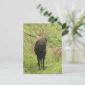 Ezo Deer Briefkaart (Staand voorkant)