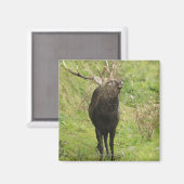 Ezo Deer Magneet (Voorkant / Achterkant)