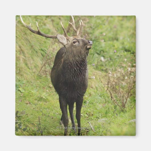Ezo Deer Magneet (Voorkant)