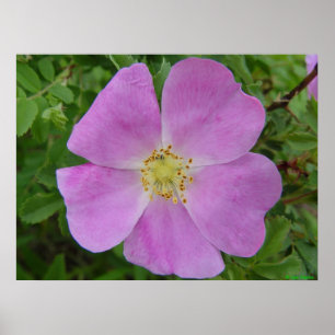 F11 Prairie Wilde Roos "Rosa arkansana" Poster