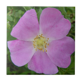 F11 Prairie Wilde Roos "Rosa arkansana" Tegeltje