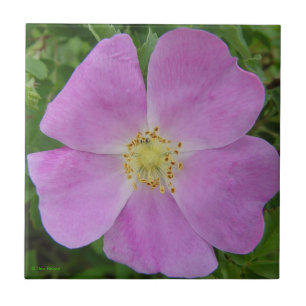 F11 Prairie Wilde Roos "Rosa arkansana" Tegeltje